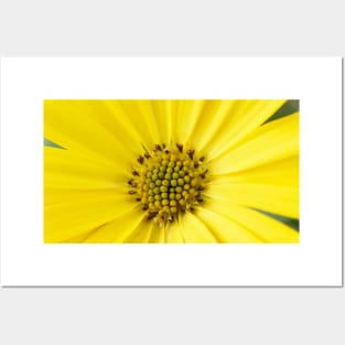 Osteospermum  &#39;Sunny Asti&#39;  African daisy  Sunny Series Posters and Art